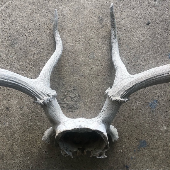 HOLD Vintage | Boho Deer Antler Rack Decor - Picture 6 of 16